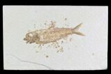 Detailed Fossil Fish (Knightia) - Wyoming #96095-1